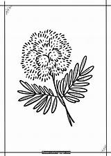 Free Mimosa Coloring Pages Printable PDF  Flower Page sketch template