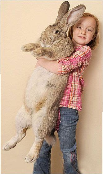 World's most: Darius, the world's largest rabbit. Darius is 4 feet, 3 inches and weighs in at 50 ...