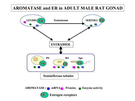 Aromatase expression and role of estrogens in male gonad : a review | Reproductive Biology and ...