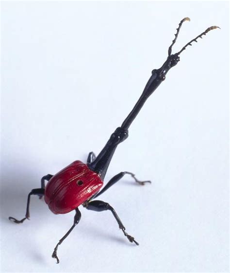 giraffe beetle | Insects, Cool insects, Rare animals