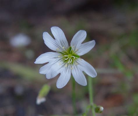 Cerastium strictum (American field chickweed): Go Botany