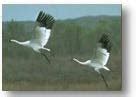 Journey North Whooping Cranes