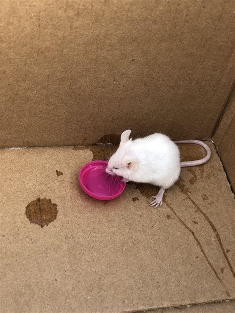 Are there wild albino (laboratory) mice? See comments for story. : r/PetMice