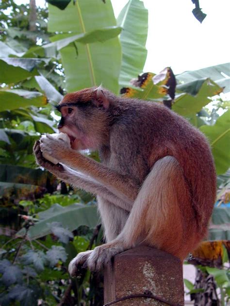 Ghana monkey - they were everywhere by our house in Kumasi ! | Ghana, Wildlife reserve, Kumasi