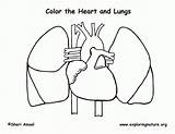 Lung Coloring Pages sketch template
