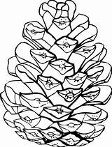 Pine Cone Coloring Pages Printable Sketch Page sketch template