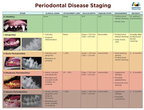 Periodontal Disease Stages In Dogs