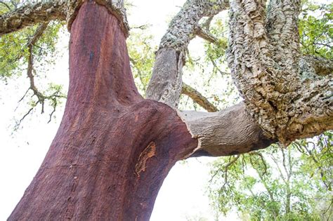 Portugal Cork Trees - Beautiful But Under Threat