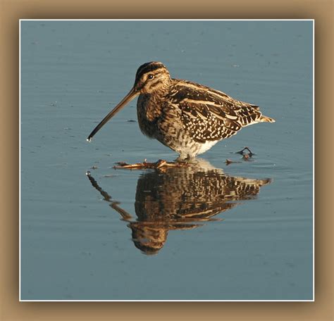 African Snipe - BirdForum Opus | BirdForum