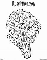 Potato Coloring Page sketch template