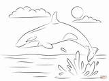 Orca Whale Coloring Page  Home sketch template