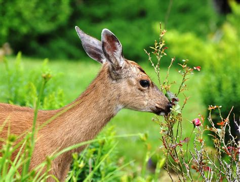 How to Create A Wildlife Habitat in Your Backyard