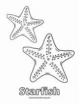 Starfish Coloring Pages  Nature Inspired Learning sketch template