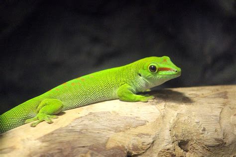 Geico Gecko Photograph by Tiffany Luckey - Fine Art America