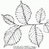 Coloring Page  Rowan Leaf sketch template