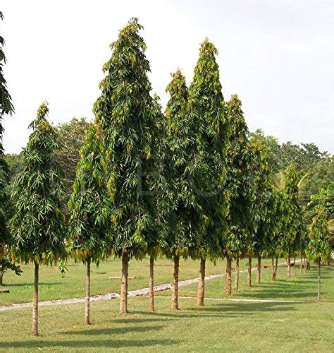 Buy 30 Ashoka Tree, ,Polyalthia longifolia ,Ashoka Indian Mast Tree ...