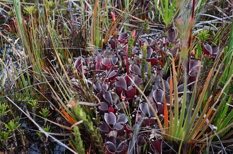 Amuri tepui - Part II - Carnivorous Plants in Habitat - Carnivorous Plants UK