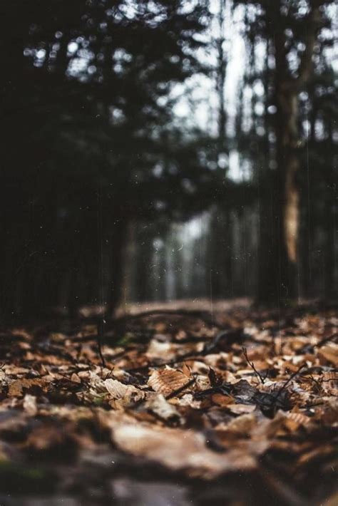 20 Forest Photography Ideas For Your Inspiration · Inspired Luv