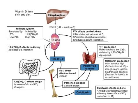 Calcium metabolism handout