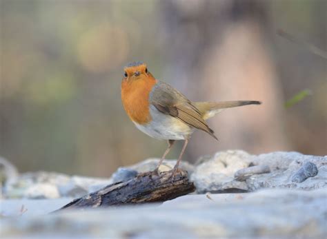 European Robin | Greek Nature Encyclopedia