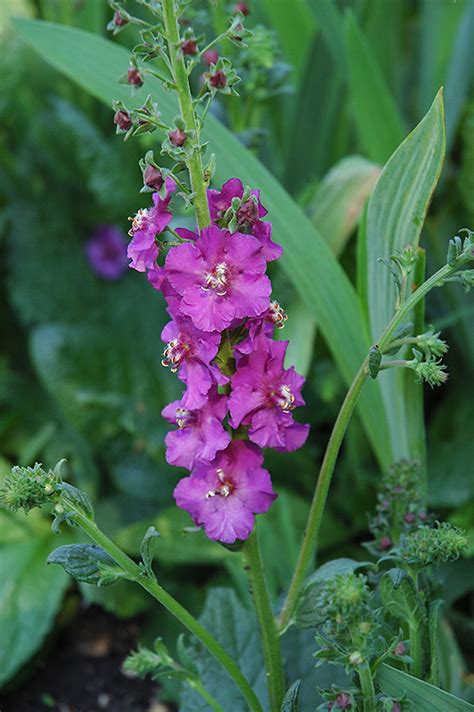 Purple Mullein (Verbascum phoenicium) in Columbus Dublin Delaware Grove City Gahanna Bexley Ohio ...