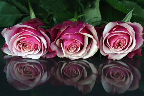 Free picture: flowers, petals, pink, red, roses, romantic