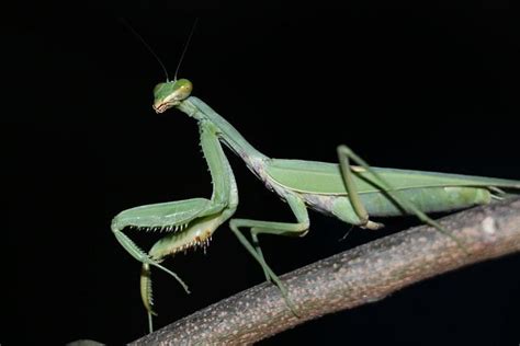 How The Praying Mantis is Good | Insect Index | Learn More