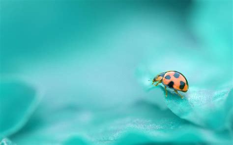 Download Cute Ladybug Wallpaper 3942 1920x1200 px High Resolution