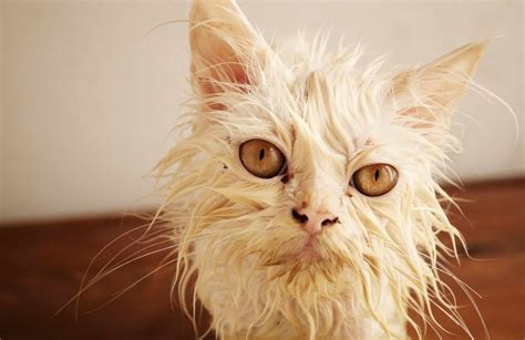 The ugliest cat in the world | Reader's Digest Australia