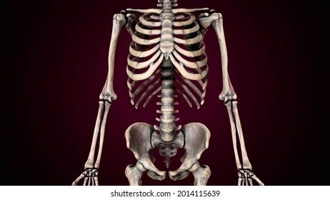 3d Illustration Human Axial Skeleton Anatomy Stock Illustration ...