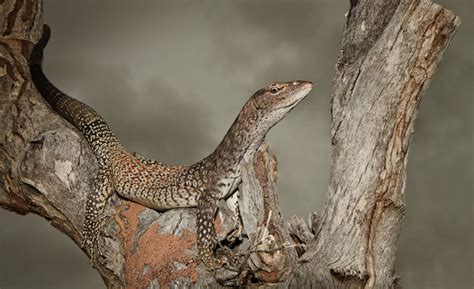 Perentie Facts: Discover The Largest Lizard In Australia (And The Fourth-Largest Lizard In The ...