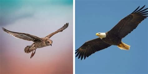 Eagle vs Hawk [The 7 Important Differences to Learn] - Birdwatching Buzz