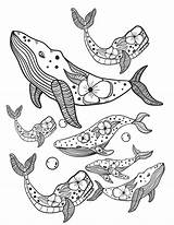 Have A Whale Of Time With These Free Coloring Pages sketch template