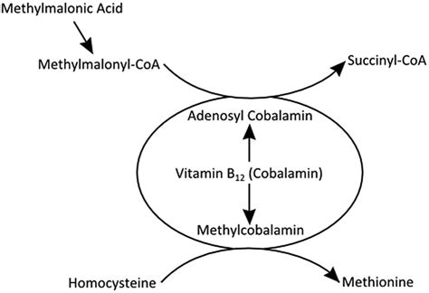 cannabis Extrait fort mma levels b12 deficiency Jespère équateur ressentir