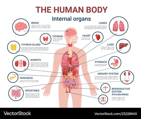 Chart Of Organs In The Body