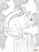 Squirrel coloring Page Animal Pages Coloring sketch template