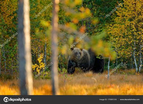 Bear hidden in yellow forest Stock Photo by ©OndrejProsicky 170581316