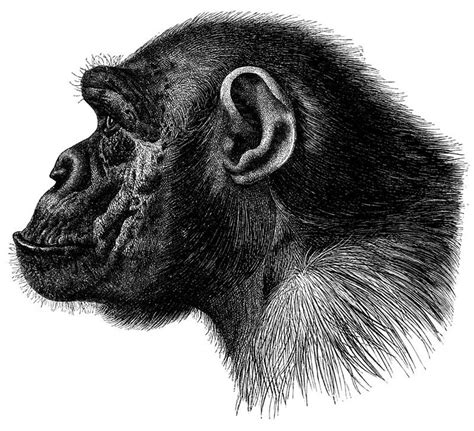 Drawing | Chimpanzee, Drawings, Animal study