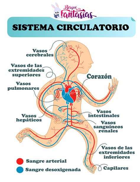 El Sistema Circulatorio Y Sus Partes Sistema Circulatorio Sistemas ...