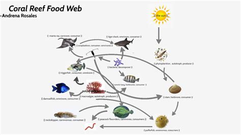 coral reef food chain video - Jeffrey Gifford