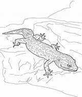 Gecko Coloring Pages  Best For Kids sketch template