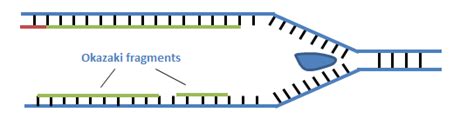 Steps in DNA Replication | Science Decoder