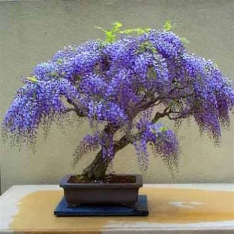 Wisteria bonsai | Flickr - Photo Sharing!