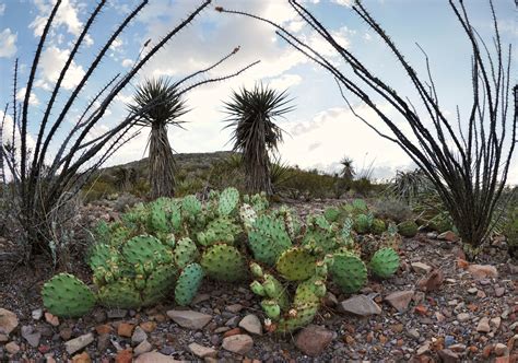 Chihuahuan Desert