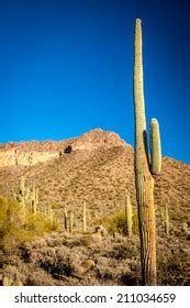 Saguaro Cactus Desert Stock Photo 211034659 | Shutterstock