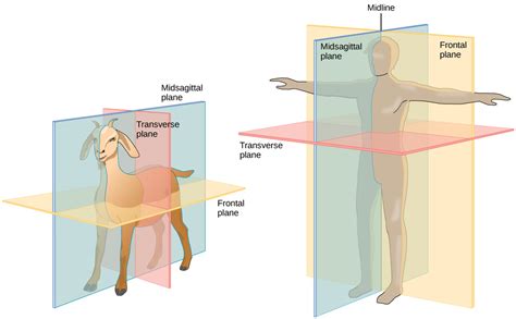 human biology - Dorsal vs Posterior and Ventral vs Anterior - Biology Stack Exchange