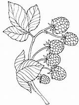 Raspberry coloring pages sketch template