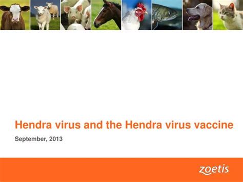 PPT - Hendra virus and the Hendra virus vaccine PowerPoint Presentation ...