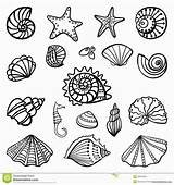 Seashells Coloring Pages sketch template