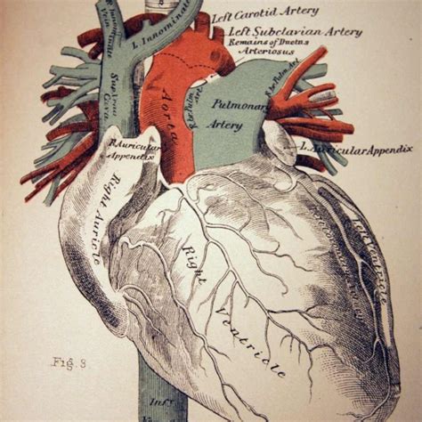 How To Fix A Leaky Heart Valve Without Surgery? - HealthFinder